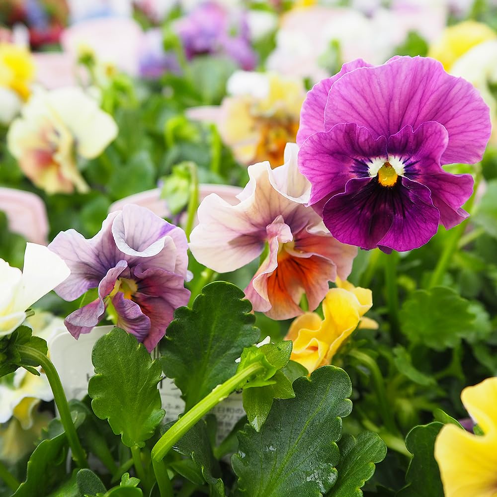 （14）ハーバリウム  春色  ビオラ ＊ショート＊ 14）ハーバリウム 春色 ビオラ ＊ショート＊ 14）ハーバリウム 春色